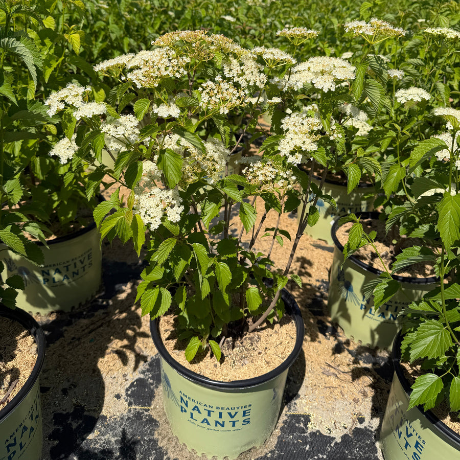 arrow wood in flower |Spotswood Greenery