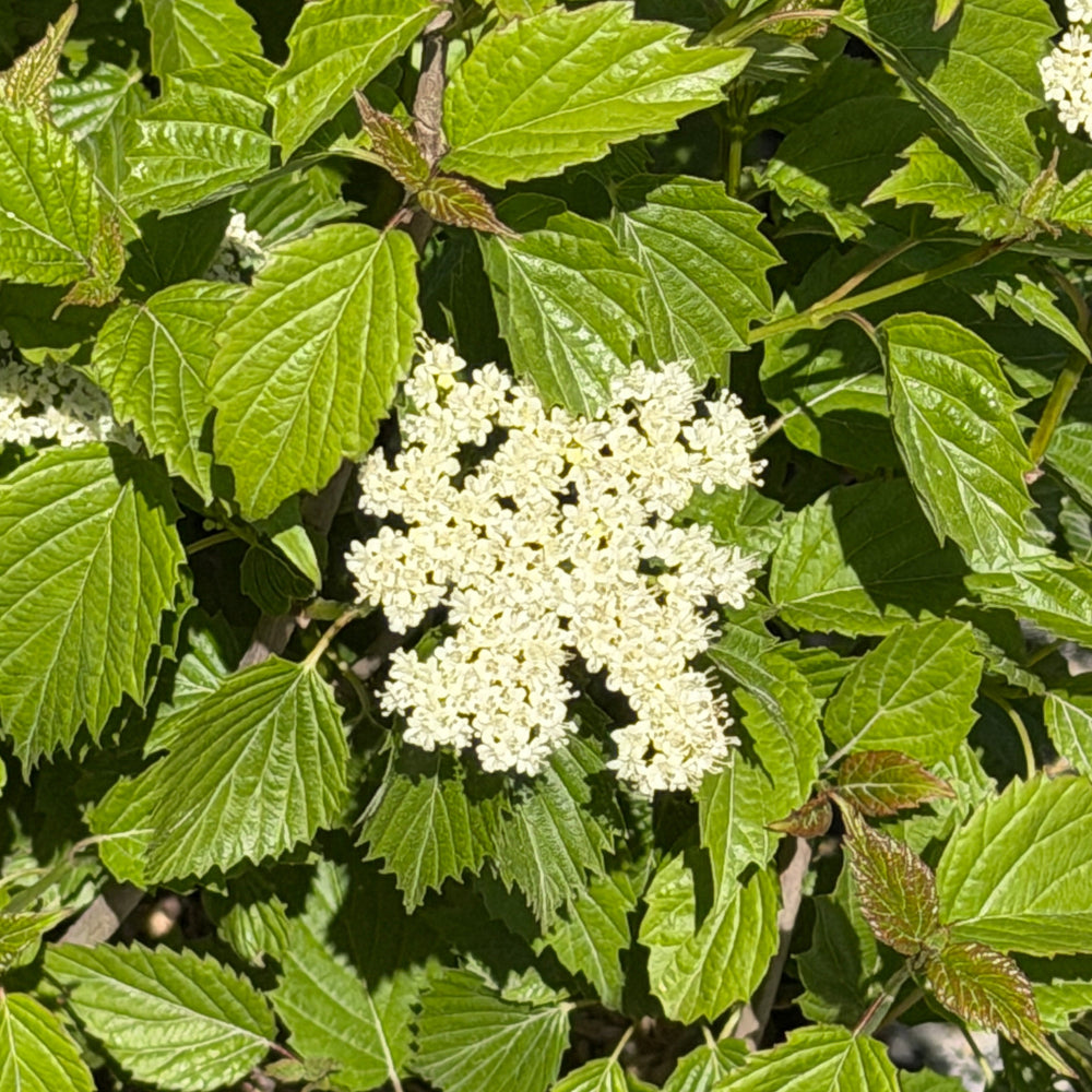 arrow wood in flower |Spotswood Greenery