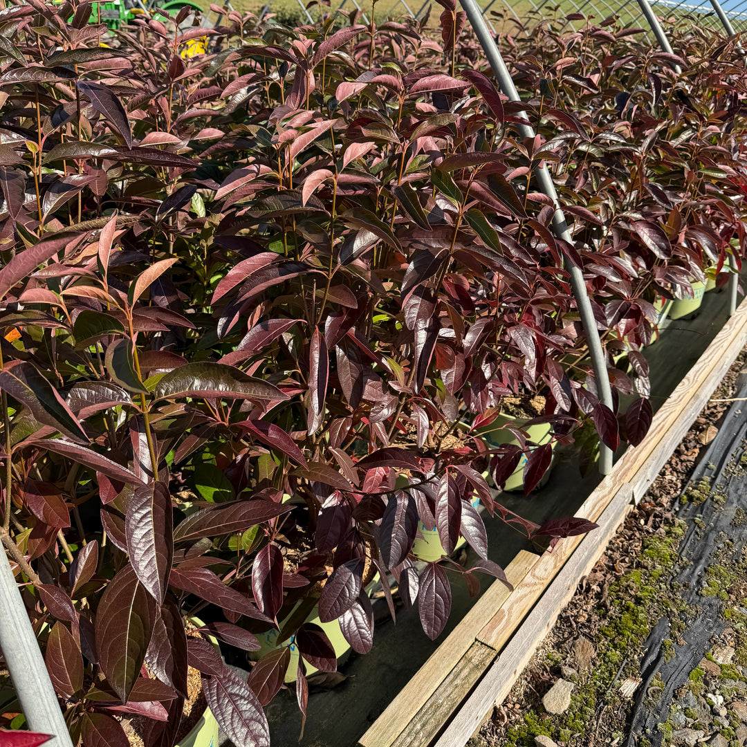 Winterthur Witherod Viburnum