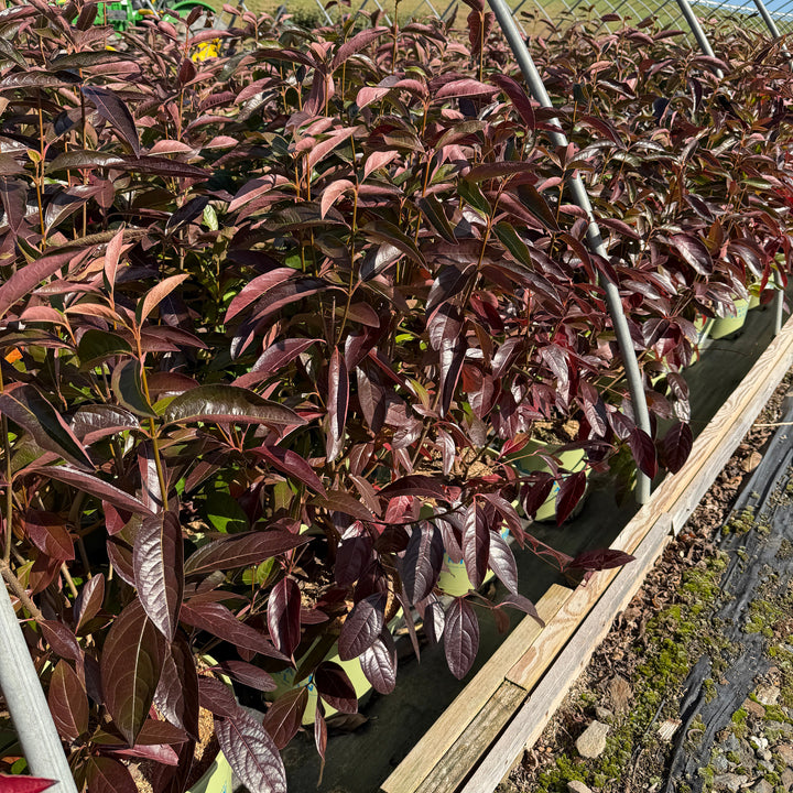 Winterthur Witherod Viburnum