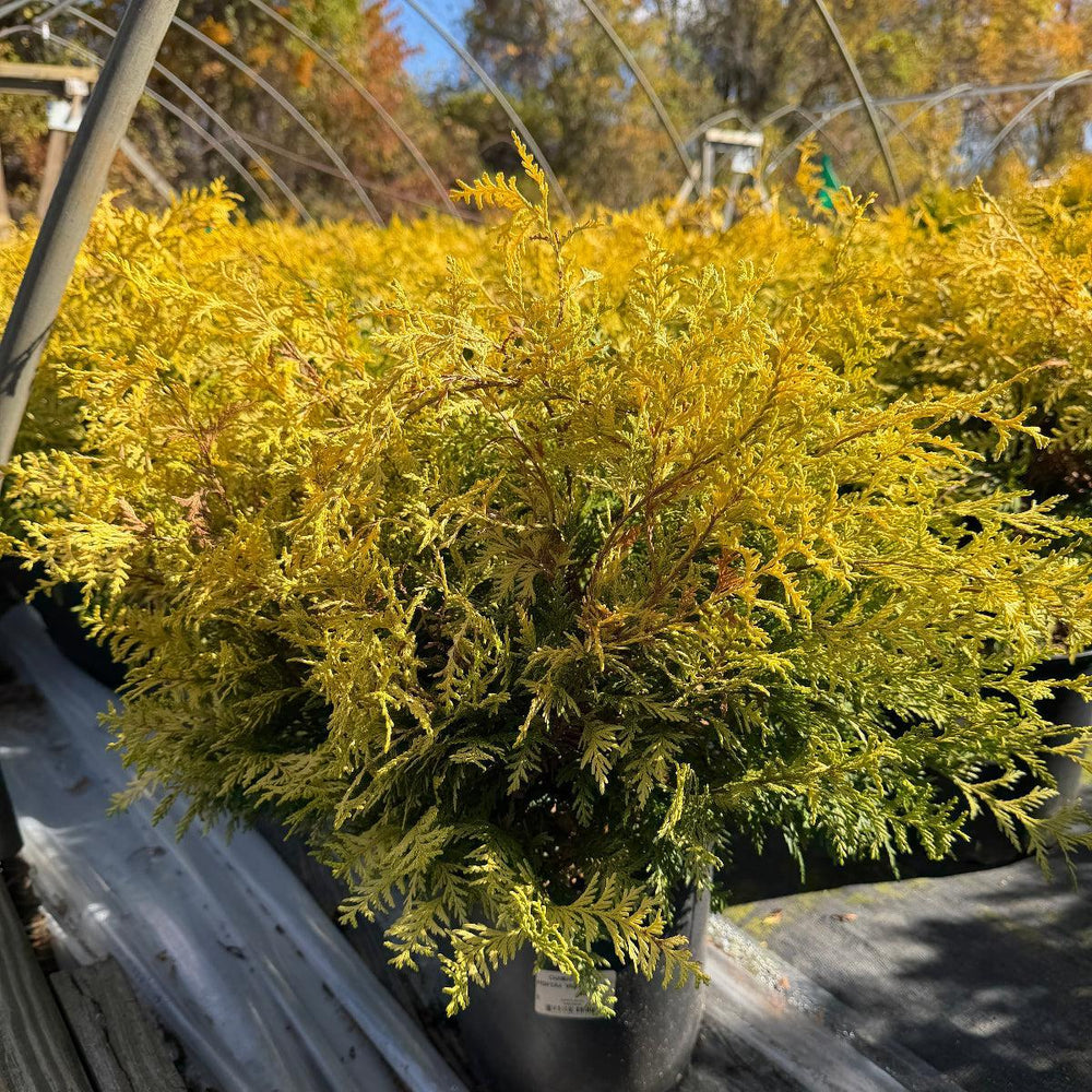 Vintage Gold Cypress |Spotswood Greenery