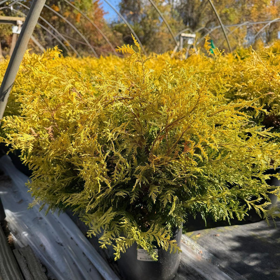 Vintage Gold Cypress |Spotswood Greenery