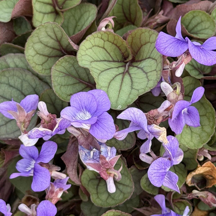 Viola Silver Gem |Spotswood Greenery