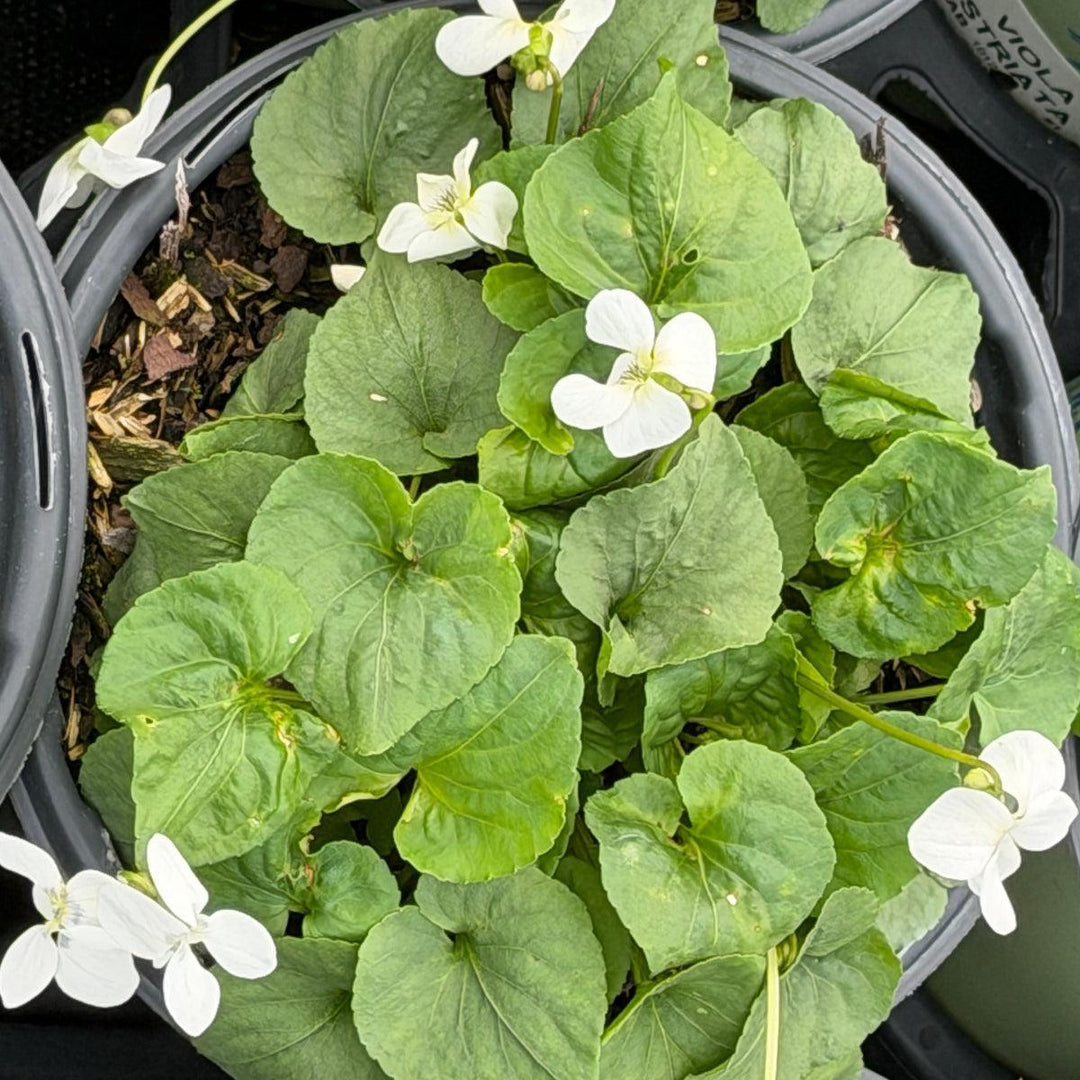 Striped Cream Violet |Spotswood Greenery