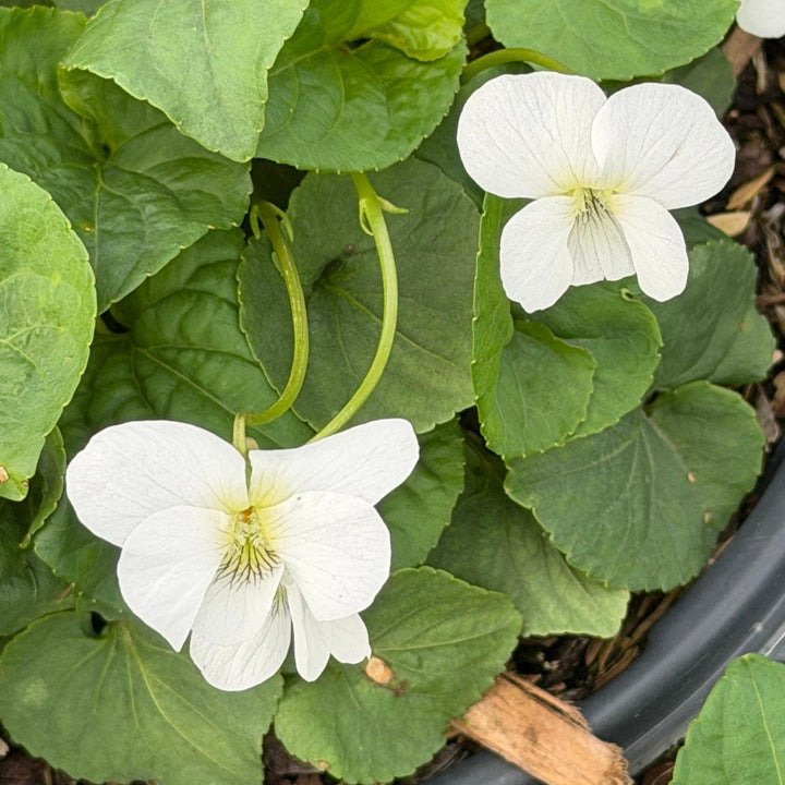 Striped Cream Violet |Spotswood Greenery