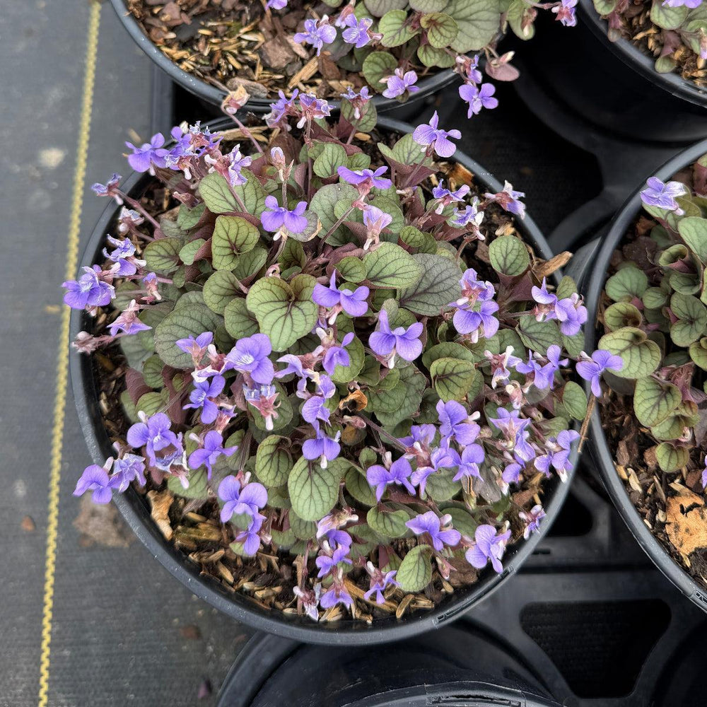 Viola Silver Gem |Spotswood Greenery
