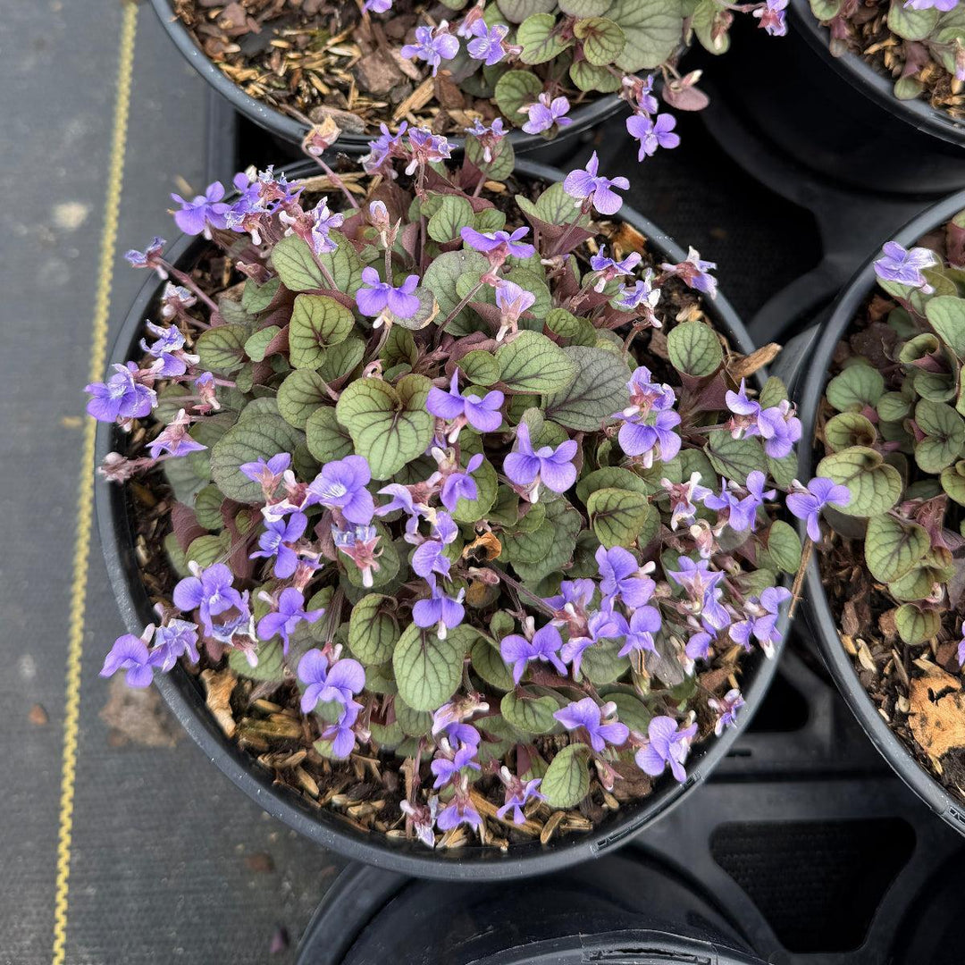 Viola Silver Gem |Spotswood Greenery