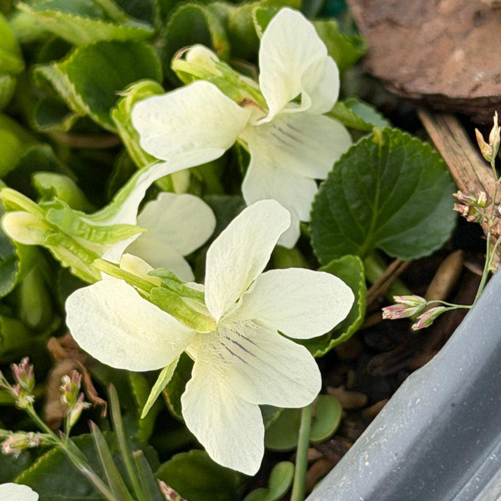 Striped Cream Violet |Spotswood Greenery