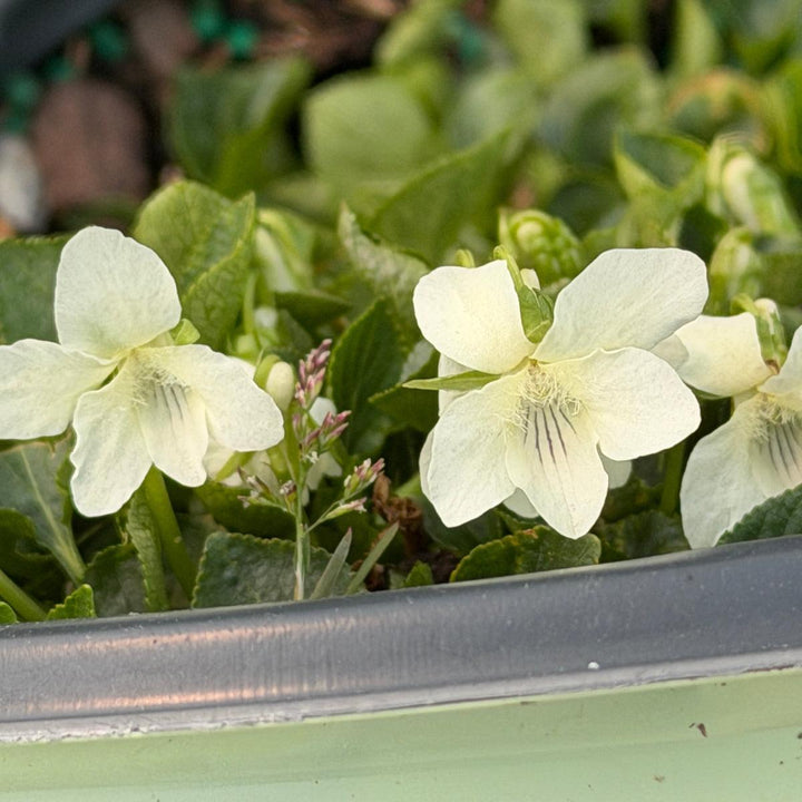 Striped Cream Violet |Spotswood Greenery