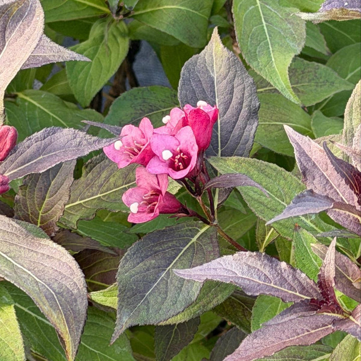 Spilled Wine® Weigela |Spotswood Greenery