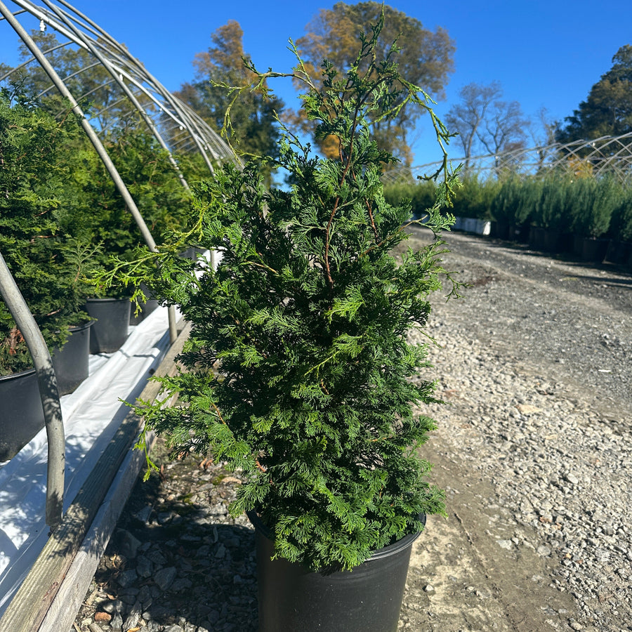 Wells Special Hinoki Cypress |Spotswood Greenery