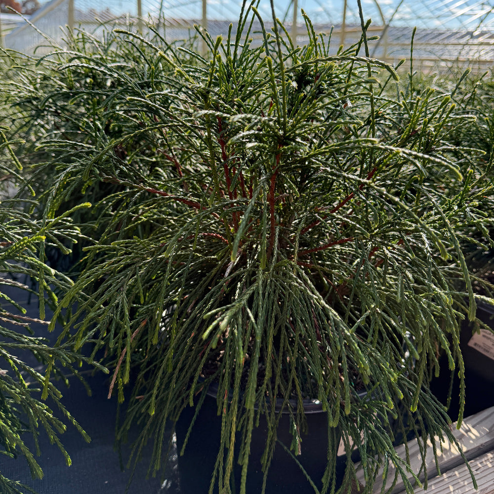 Whipcord Western Red Cedar |Spotswood Greenery