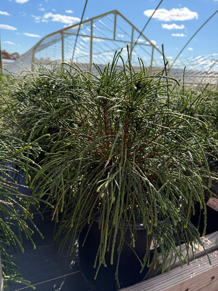 Whipcord Western Red Cedar |Spotswood Greenery