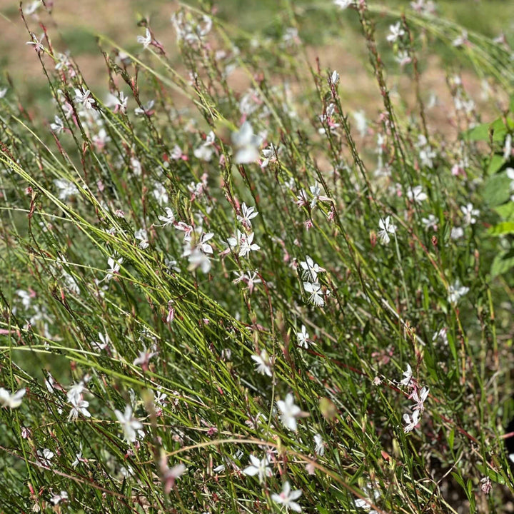 Whirling Butterflies Wand Flower |Spotswood Greenery