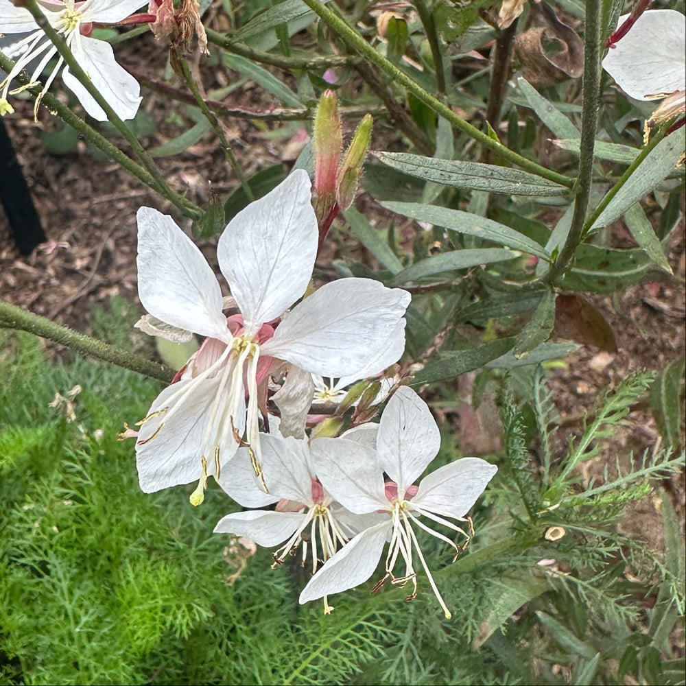 Whirling Butterflies Wand Flower |Spotswood Greenery