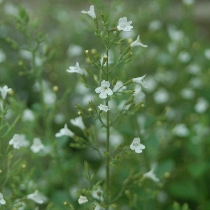 White Cloud Lesser Calamint |Prides Corner Farms