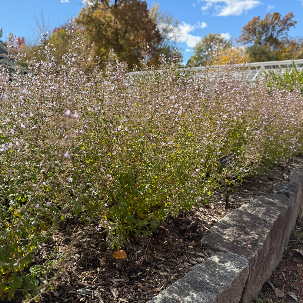 White Cloud Lesser Calamint |Spotswood Greenery