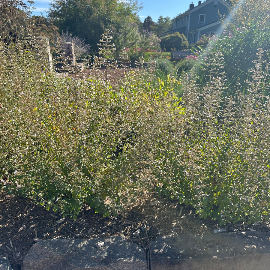 White Cloud Lesser Calamint |Spotswood Greenery