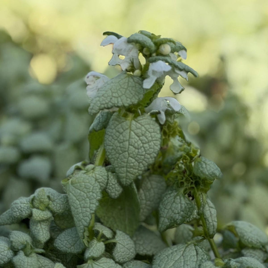 White Nancy Deadnettle |Spotswood Greenery