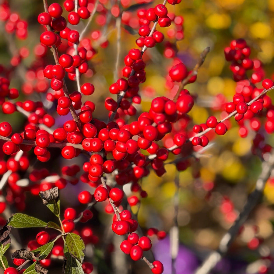 Wildfire® Winterberry |Spotswood Greenery