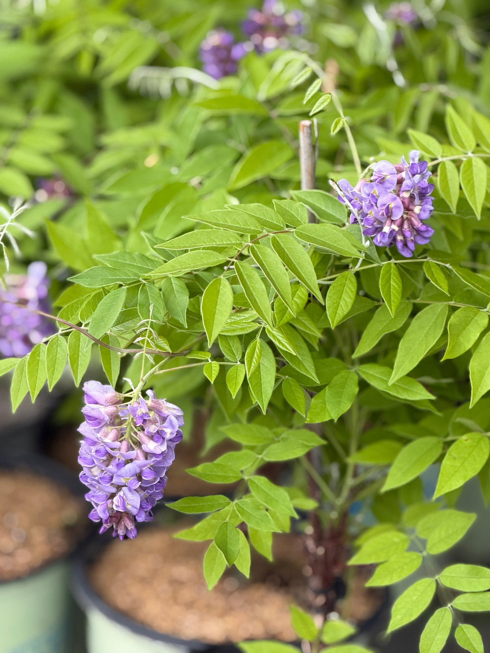 Amethyst Falls Wisteria |Spotswood Greenery