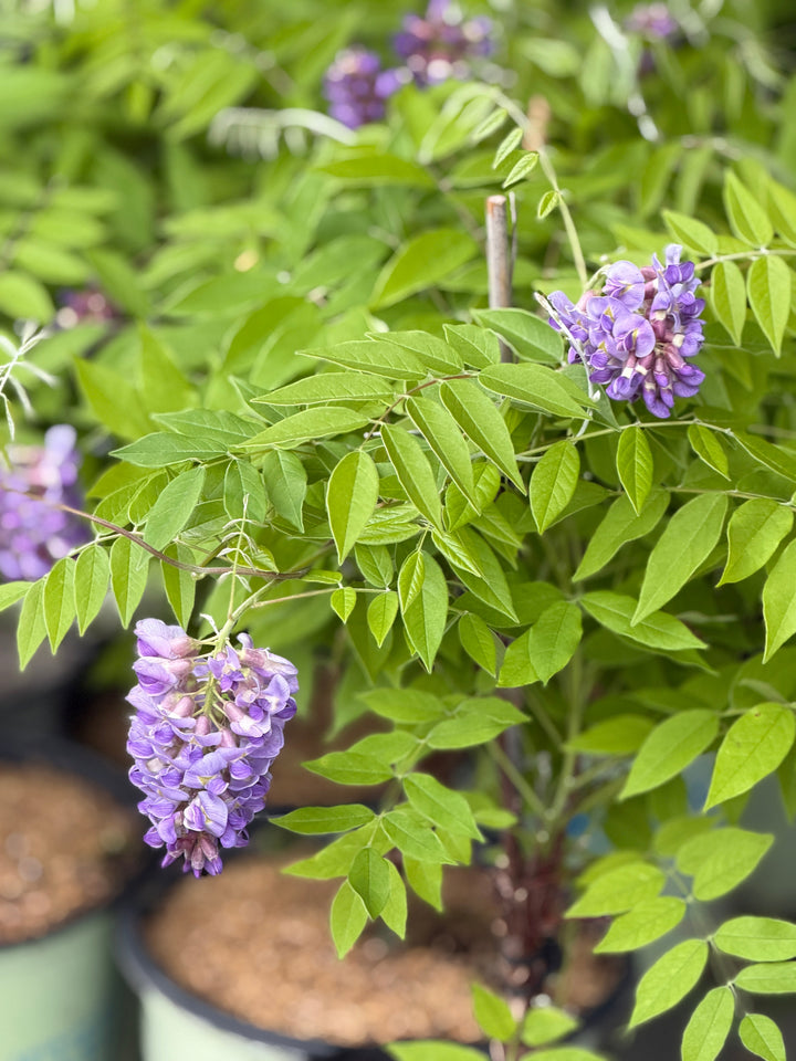 Amethyst Falls Wisteria |Spotswood Greenery