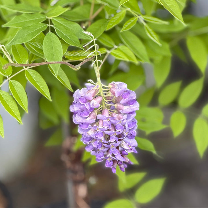 Amethyst Falls Wisteri |Spotswood Greenery