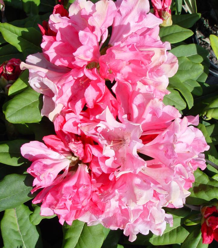 Yaku Prince Rhododendron |Prides Corner Farms