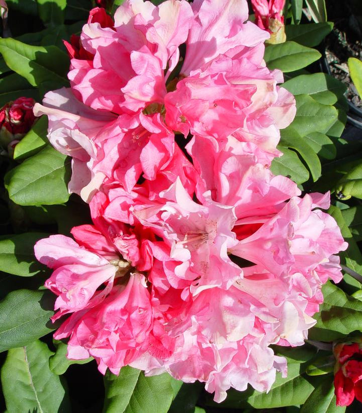 Yaku Prince Rhododendron |Prides Corner Farms