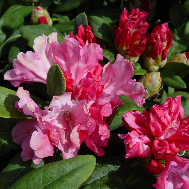 Yaku Prince Rhododendron |Prides Corner Farms