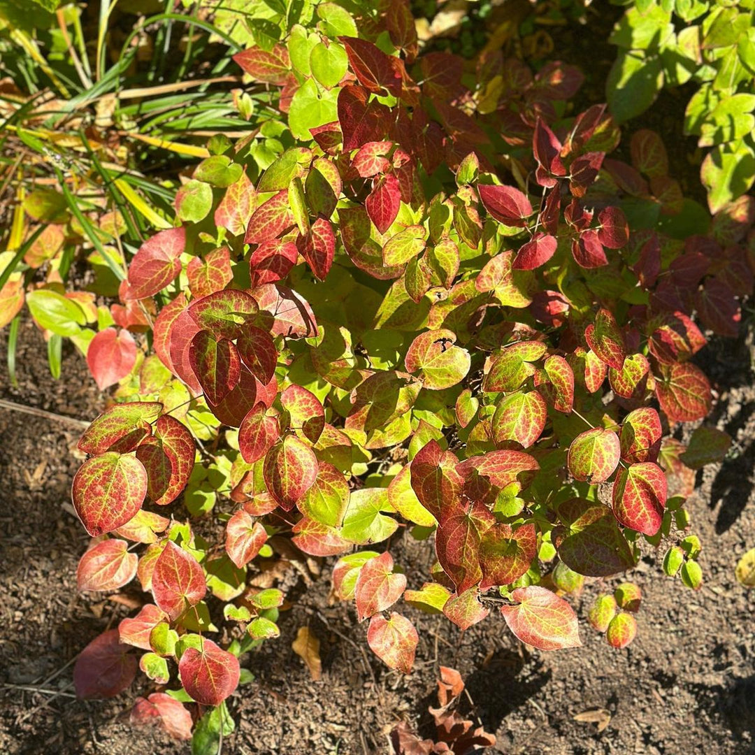 Yellow Barrenwort |Spotswood Greenery