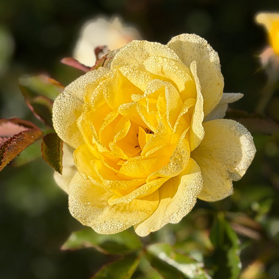 Yellow Brick Road Easy Elegance® Rose |Spotswood Greenery
