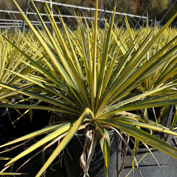 Color Guard Yucca