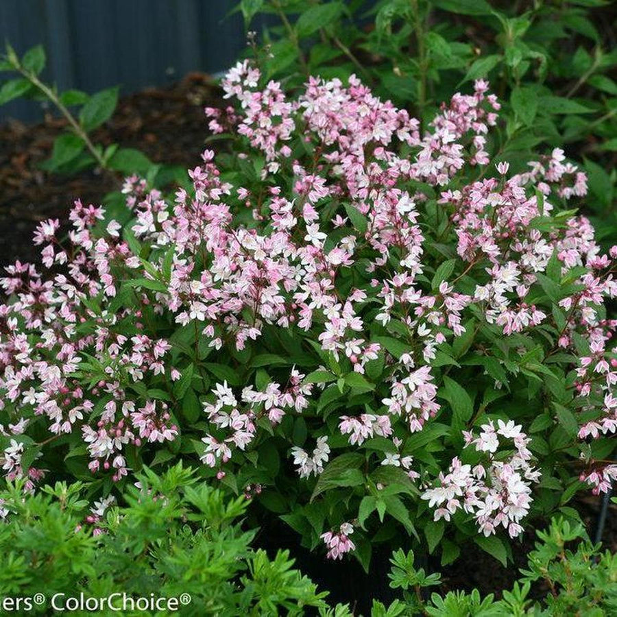 Yuki Cherry Blossom® Deutzia- | Proven Winners®