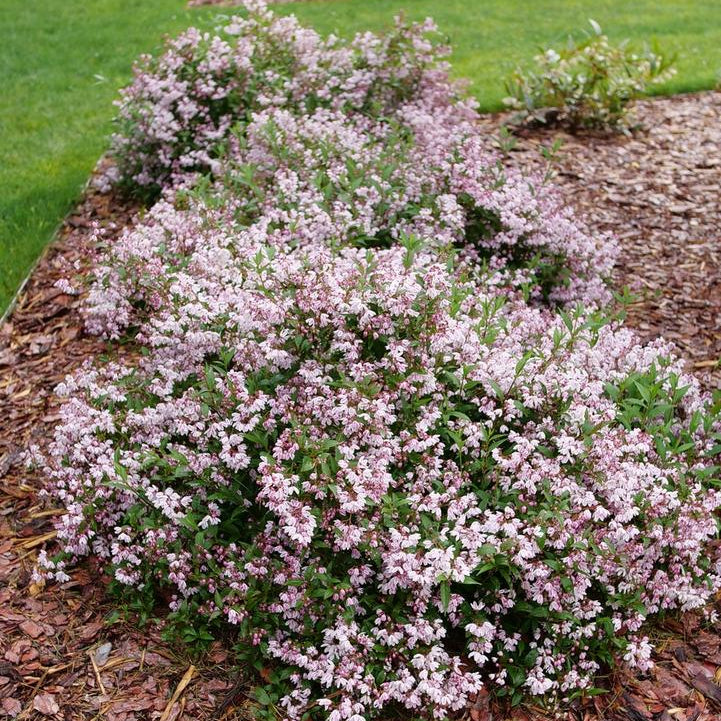 Yuki Kabuki™ Deutzia- | Proven Winners®