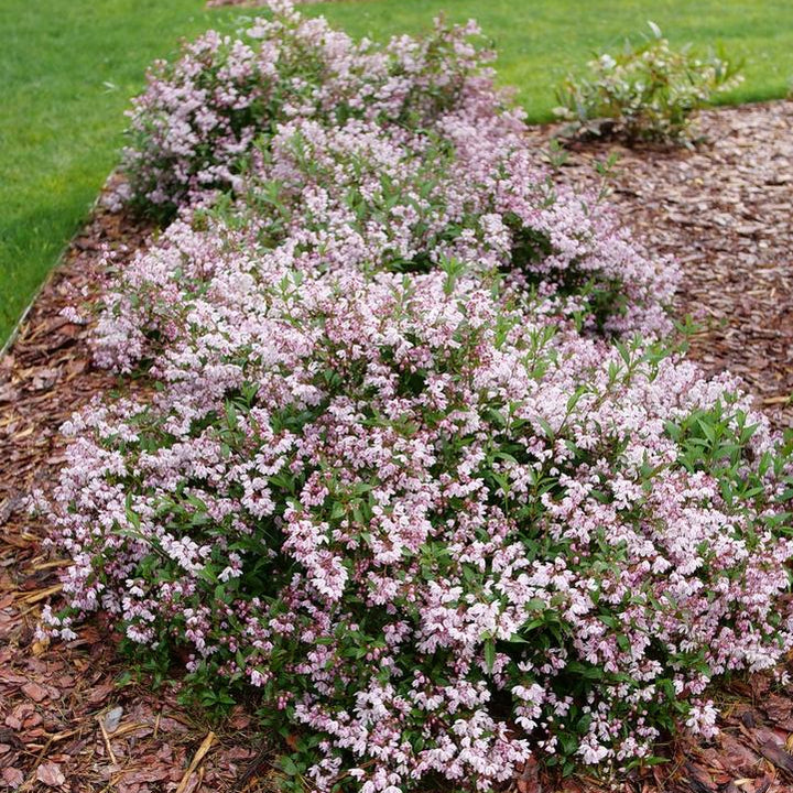 Yuki Kabuki™ Deutzia- | Proven Winners®