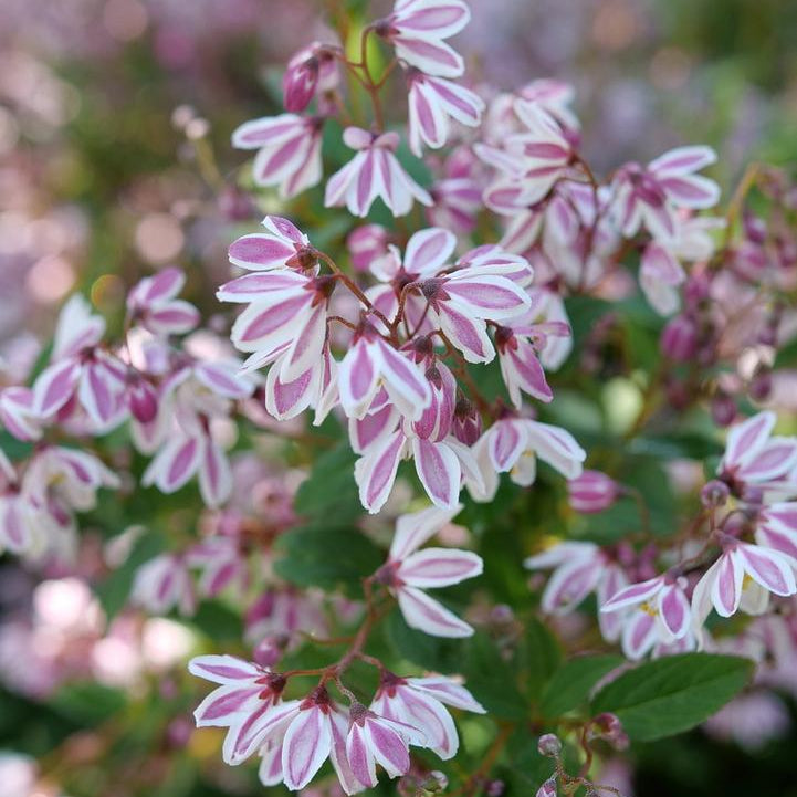 Yuki Kabuki™ Deutzia- | Proven Winners®