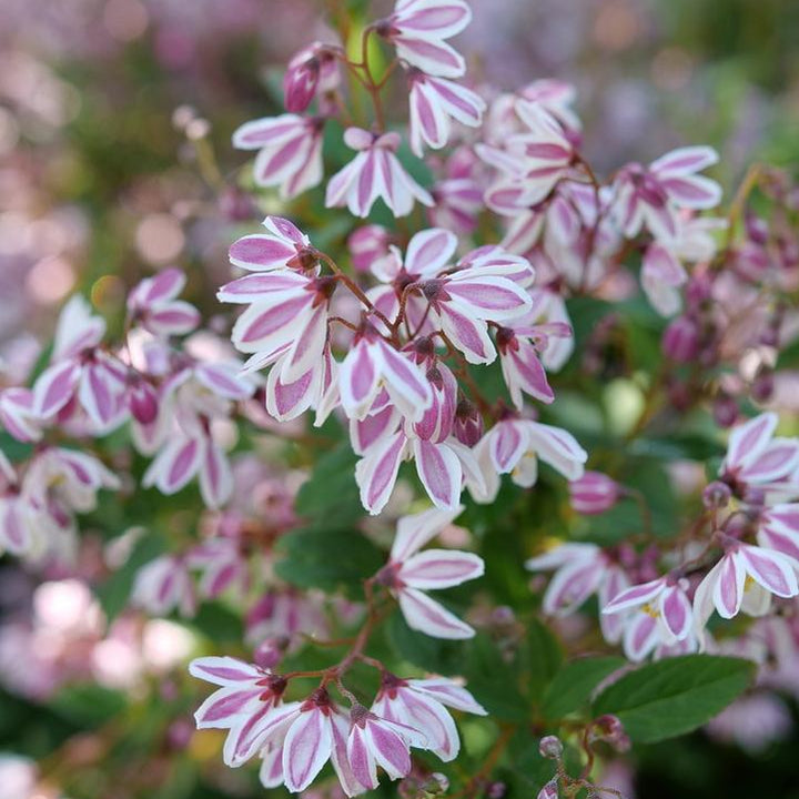 Yuki Kabuki™ Deutzia- | Proven Winners®