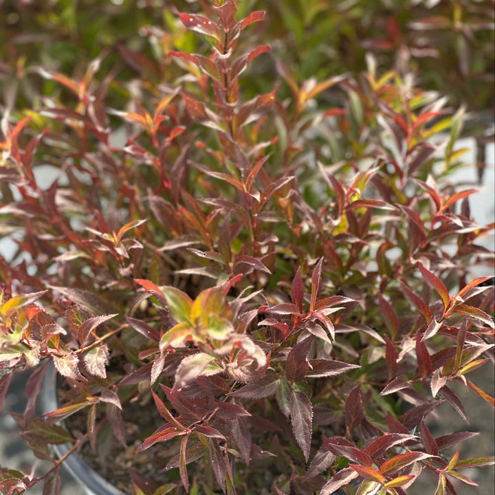 Yuki Snowflake® Deutzia